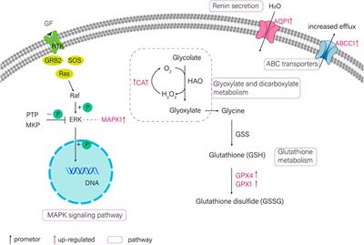 Transcriptome analysis and gene expression analysis related to salinity-alkalinity and low temperature adaptation of Triplophysa yarkandensis